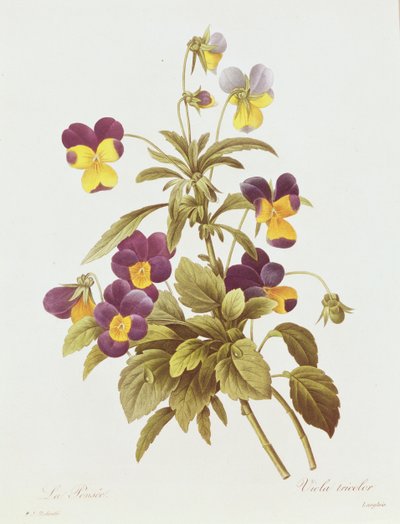Viola Tricolour by Pierre Joseph Redouté